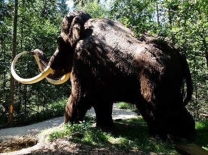 Era cenozoica - da 66 milioni di anni fa a oggi 